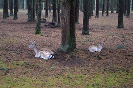 Беловежская пуща